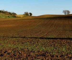Sprzedaż ubezpieczeń upraw rolnych w&nbsp;Banku BGŻ