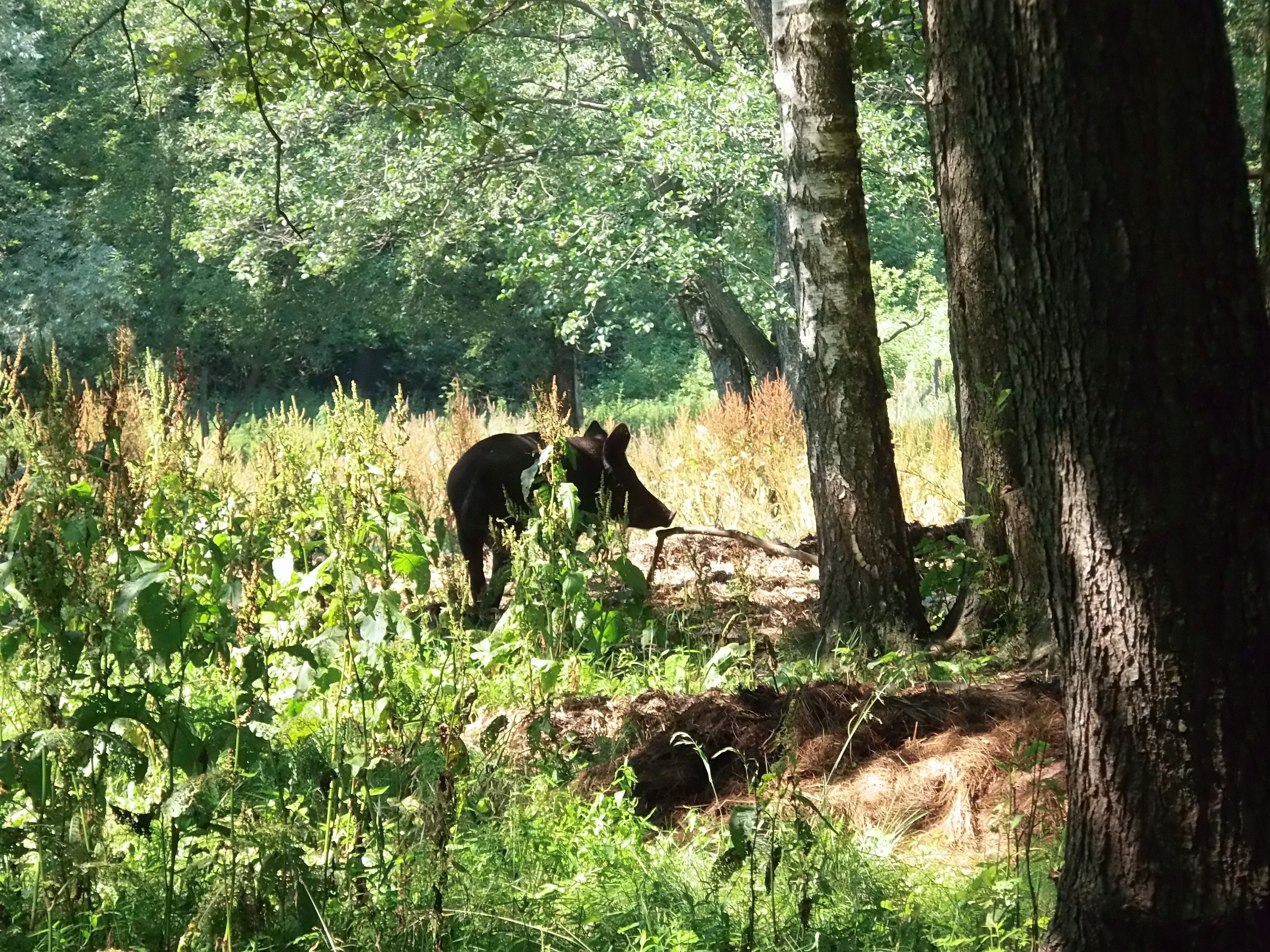Rosnący problem dzików: czy jest na nie recepta?