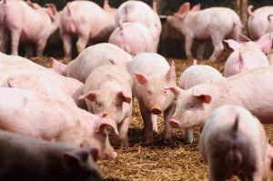 pożyczka dla producenta świń z obszaru ASF
