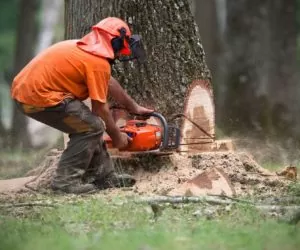 Drzewa: zanim je wytniesz, idź do gminy!