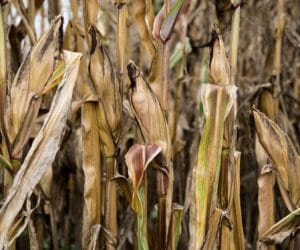 Susza: najświeższy raport IUNG