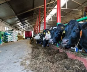 Co zamiast kiszonki z&nbsp;kukurydzy?