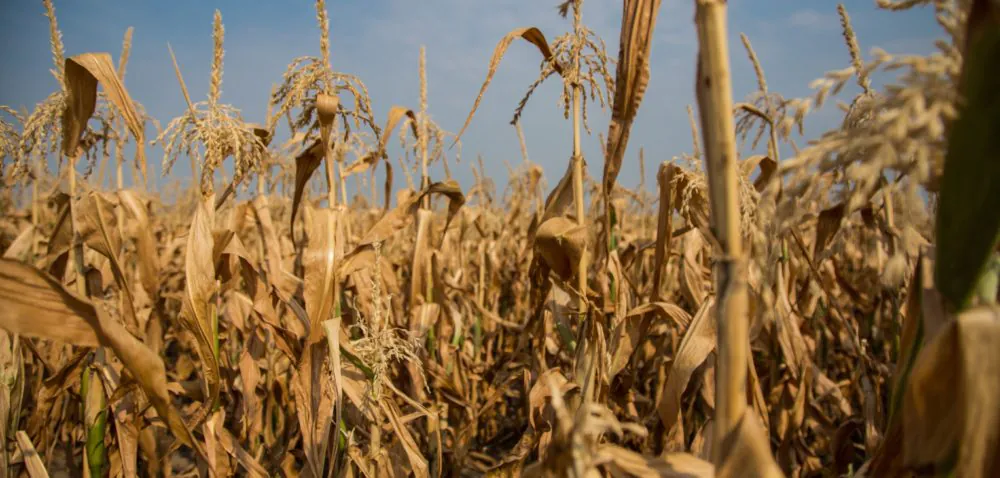 Straty suszowe: czy rolnicy przetrwają trudne czasy?