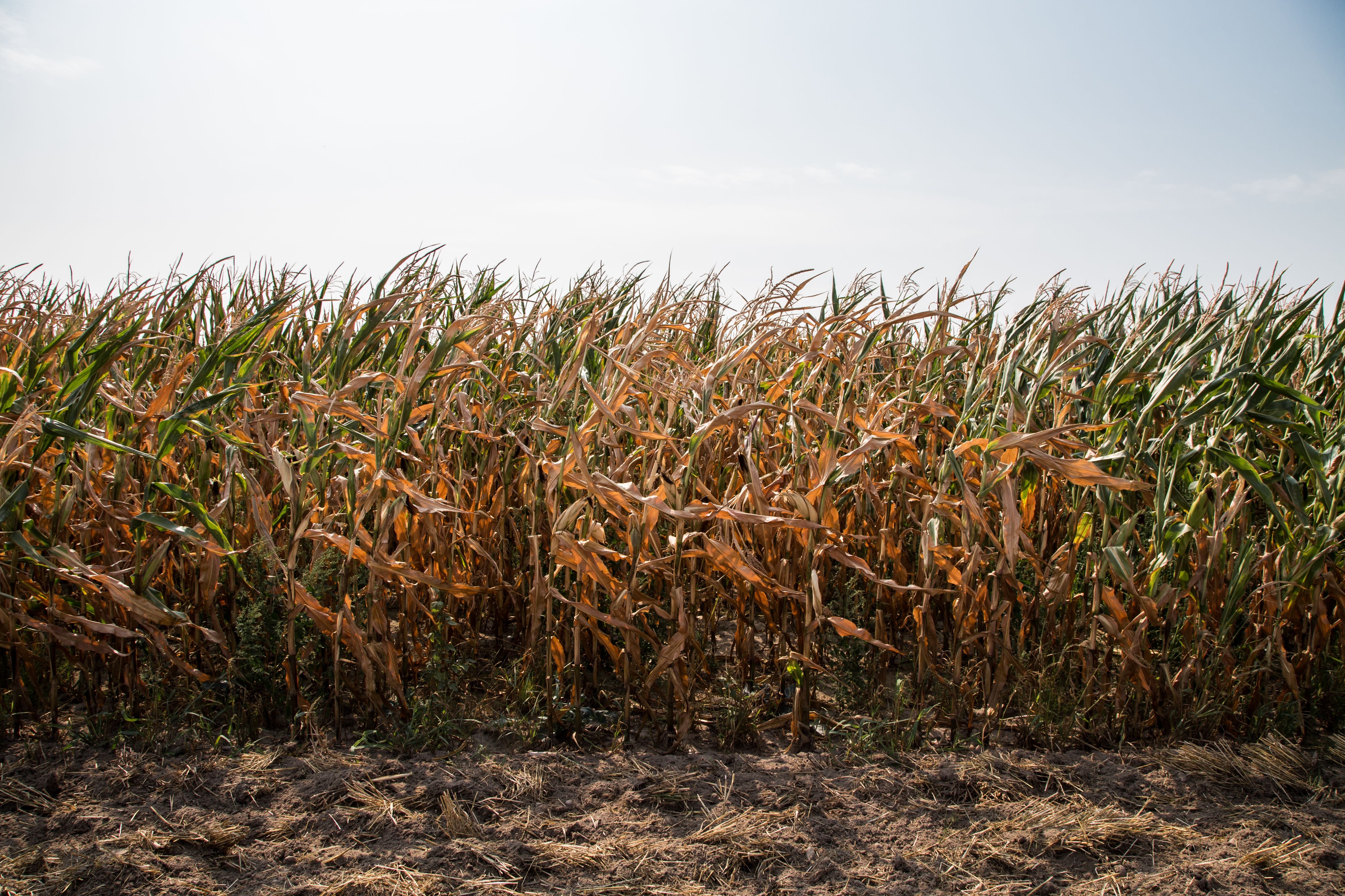 Odszkodowanie za szkody w&nbsp;uprawach rolnych