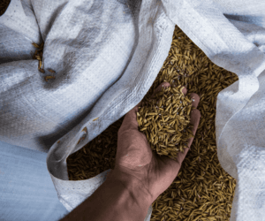 Magazynowanie ziarna: jak to robić odpowiednio?