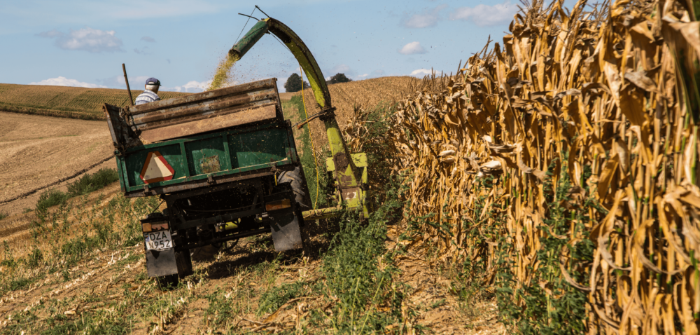 Ile w tym roku uda się zebrać kukurydzy?