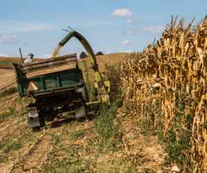 Ile w&nbsp;tym roku uda się zebrać kukurydzy?