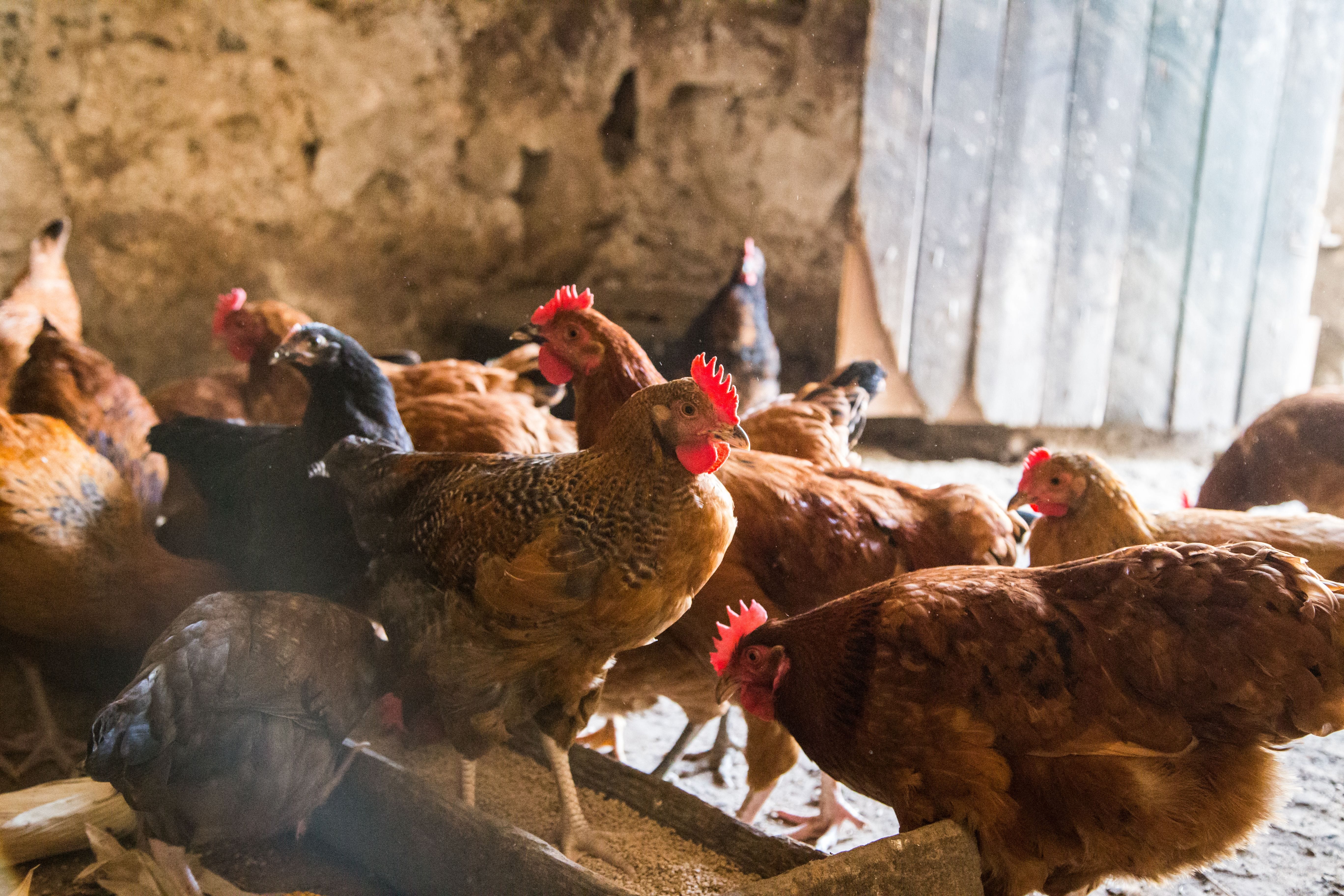 Złote jajka zielononóżek