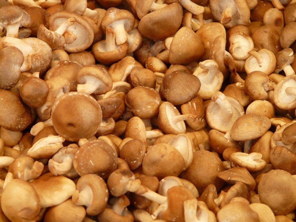 grzyby Shiitake