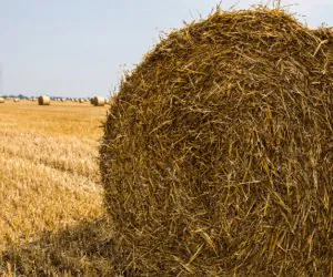 Słoma: jak należy ją przechowywać?