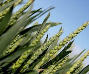 Głębokość siewu nasion zbóż ma znaczenie