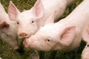 Biegunka u prosiąt i cieląt