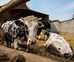 Wsparcie na przystępowanie do systemów jakości