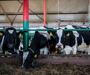 Dobrostan krów mlecznych i&nbsp;cieląt