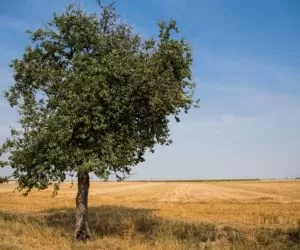 Zmiany w odrolnieniu gruntów klas I–III