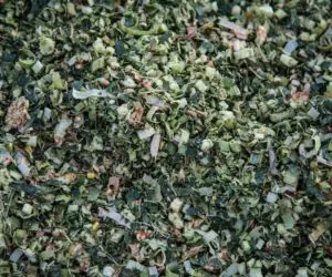 Kiszonka kukurydziana a&nbsp;stres suszy