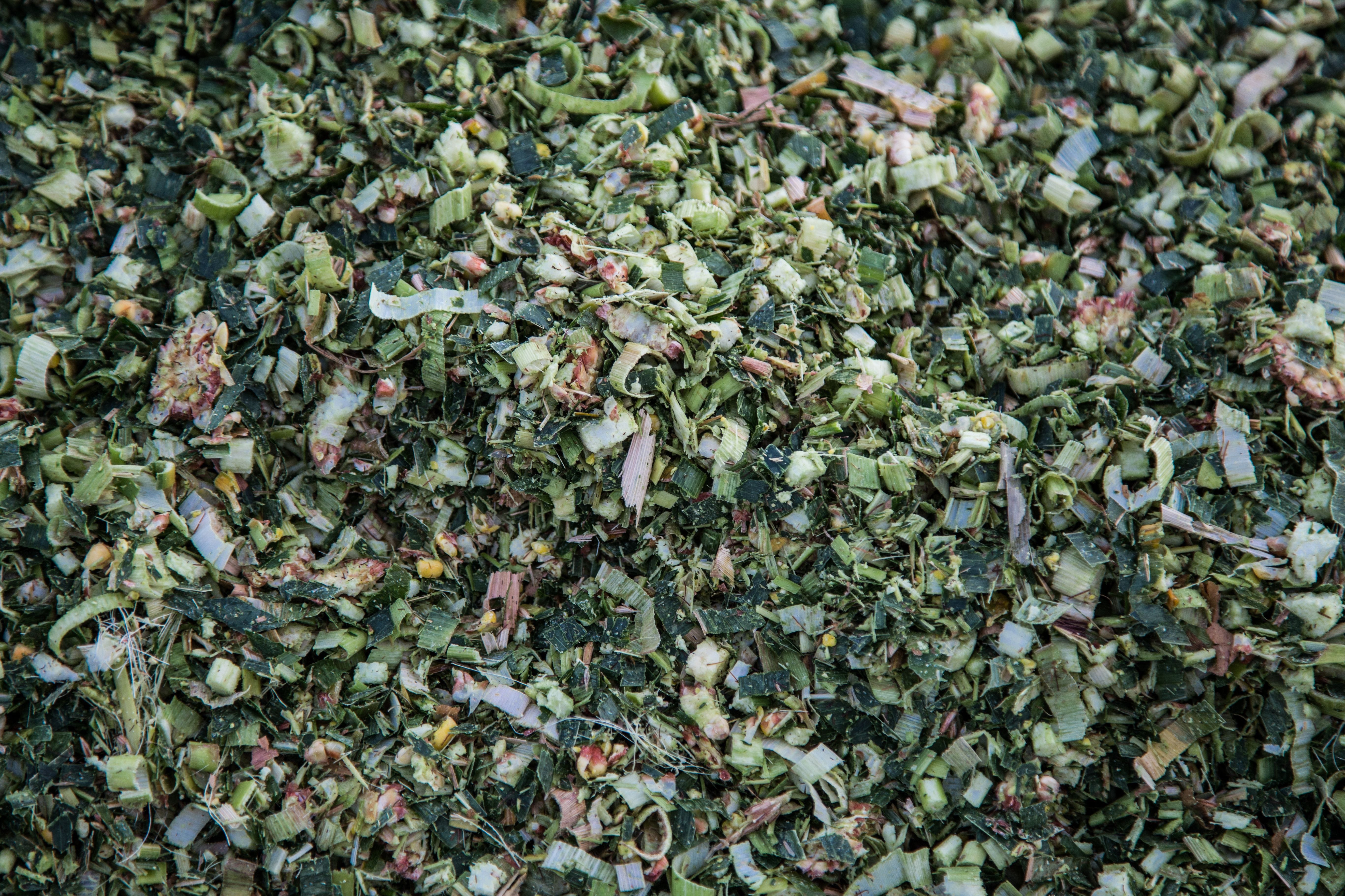 Kiszonki kukurydziane