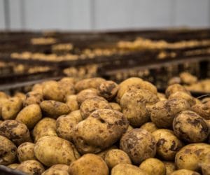 Bakterioza: problem producentów ziemniaków