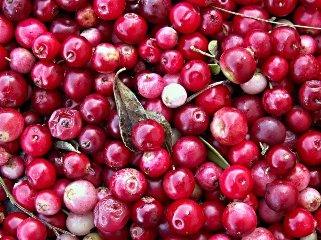 Żurawina_1