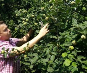 Figi i&nbsp;pigwy w&nbsp;Pacanowie: sadowniczy eksperyment