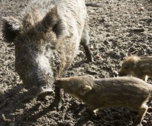Afrykański pomór świń na Podlasiu: co dalej?