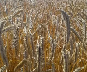 LOZ dla żyta ozimego 2024