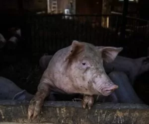 Stereotypie u&nbsp;świń – przyczyny i&nbsp;skutki