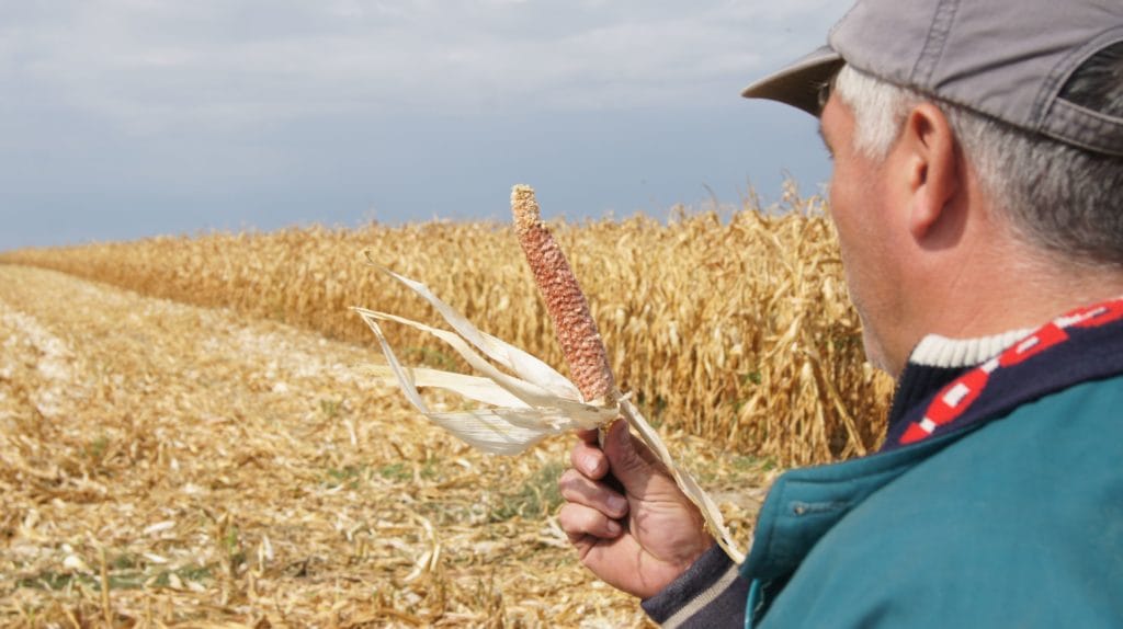 Azot złapany w siatkę Timac Agro