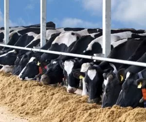 Copa-Cogeca rozważa wprowadzenie białek zwierzęcych do pasz