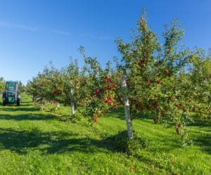 Są wyniki krajowego konkursu na gospodarstwo ekologiczne