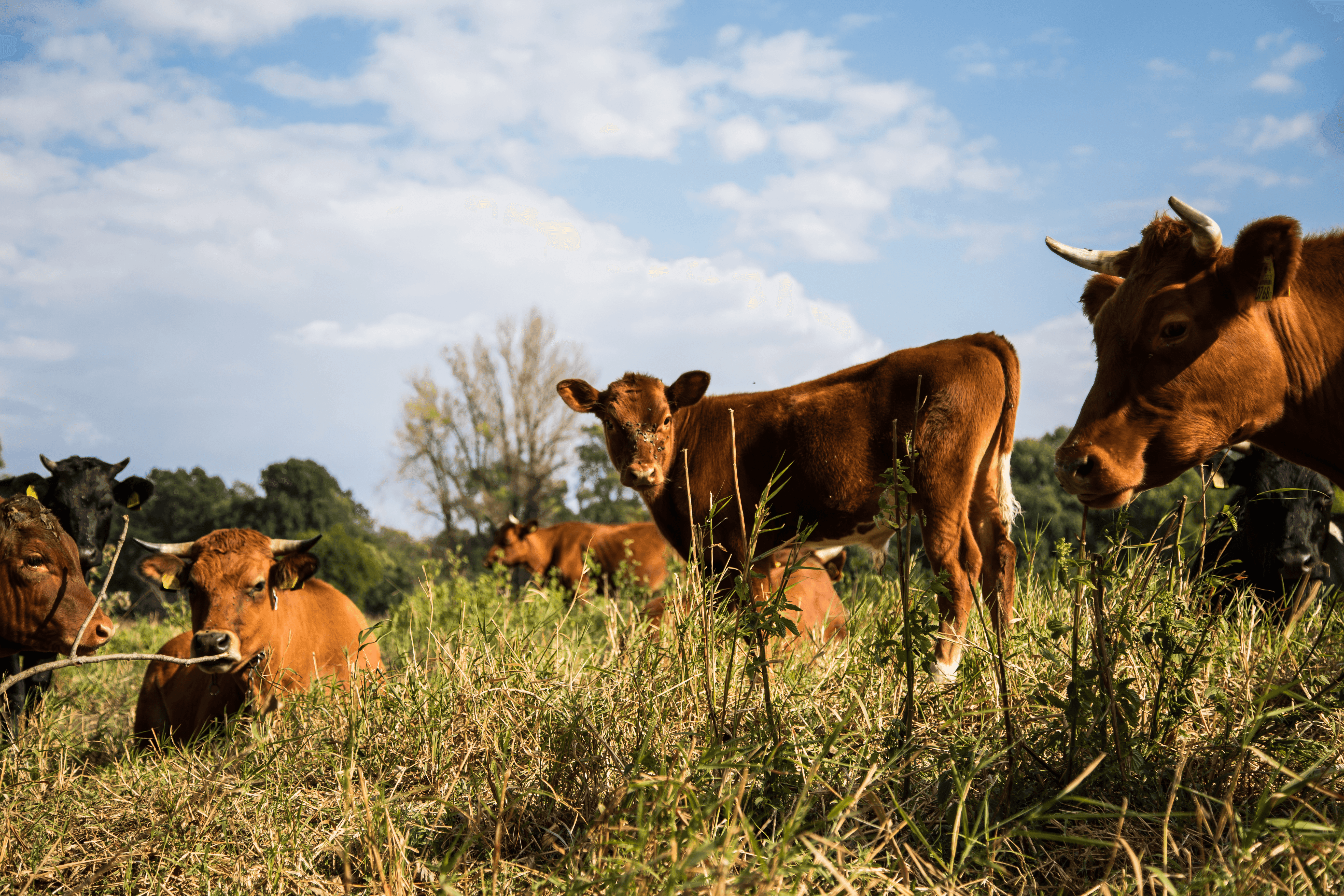 Hodowcy bydła! Przed Wami Forum Sektora Wołowiny