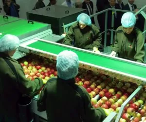 Grupy producenckie