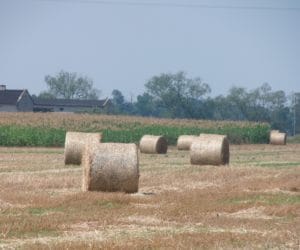 Żniwa bez radości: straty w&nbsp;tegorocznych plonach