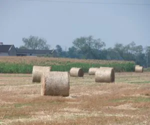 Żniwa bez radości: straty w&nbsp;tegorocznych plonach