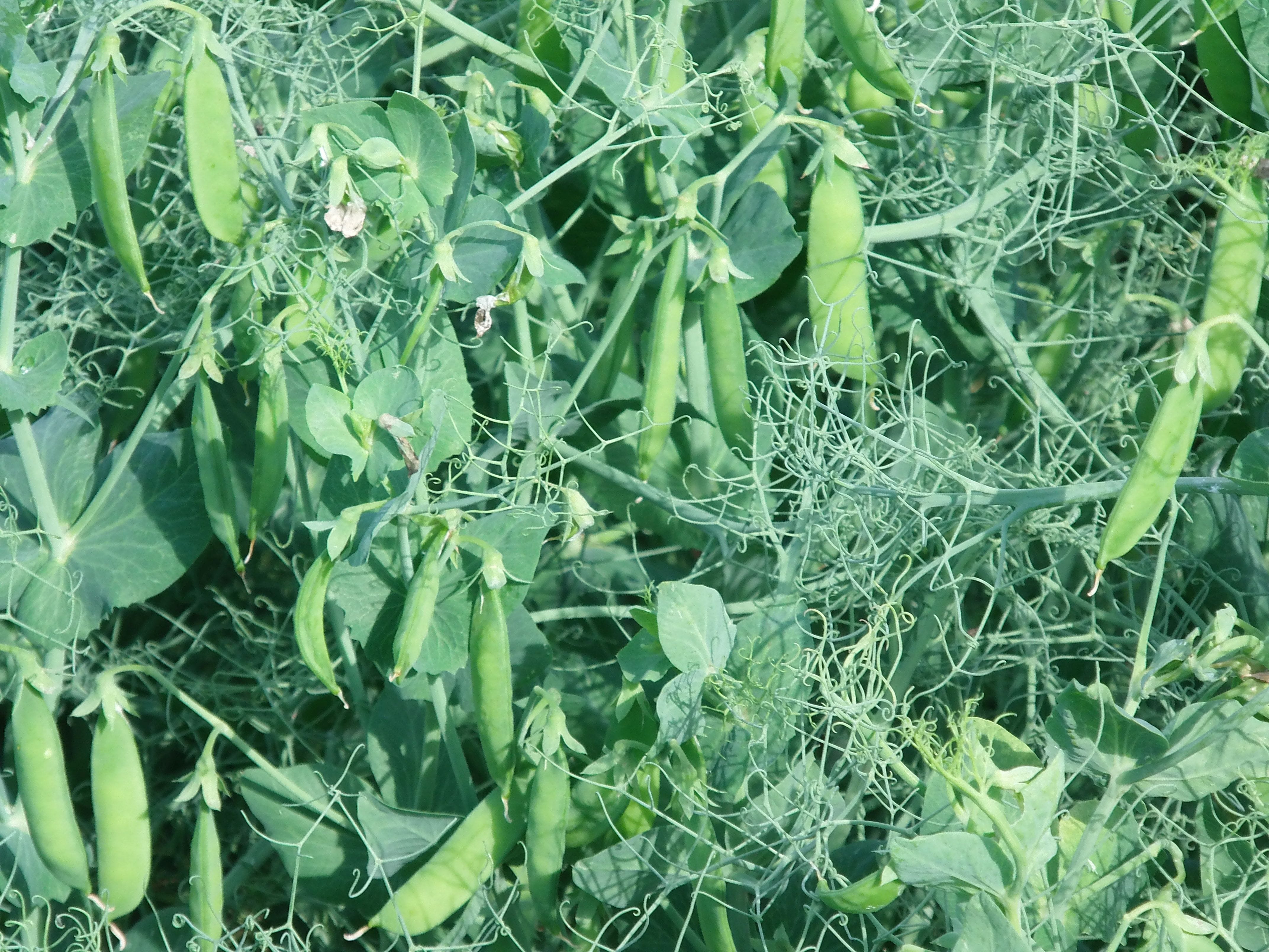 Czy można zarobić na roślinach strączkowych?