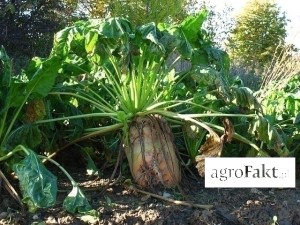 Liście buraków jako nawóz, pszenica twarda przedplon