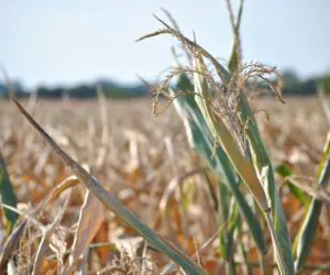 Skutków suszy ciąg dalszy: KPIR apeluje do wojewody