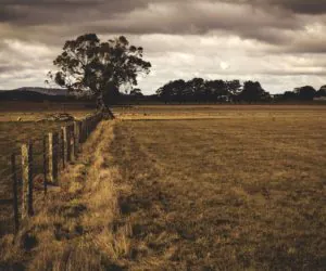 Dzierżawca zniszczył pole sąsiada