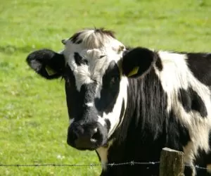 Seminarium „Innowacyjne technologie w&nbsp;produkcji mleka”