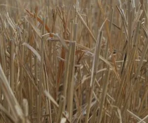 Co z&nbsp;pomocą dla poszkodowanych przez suszę?