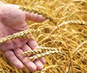 Konferencja dla Organizacji Producentów