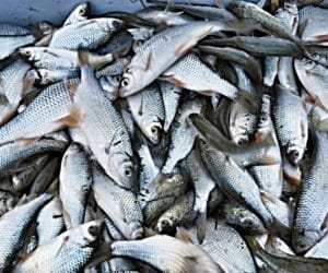 Rybacy wciąż mogą ubiegać się o&nbsp;pieniądze z&nbsp;PROW