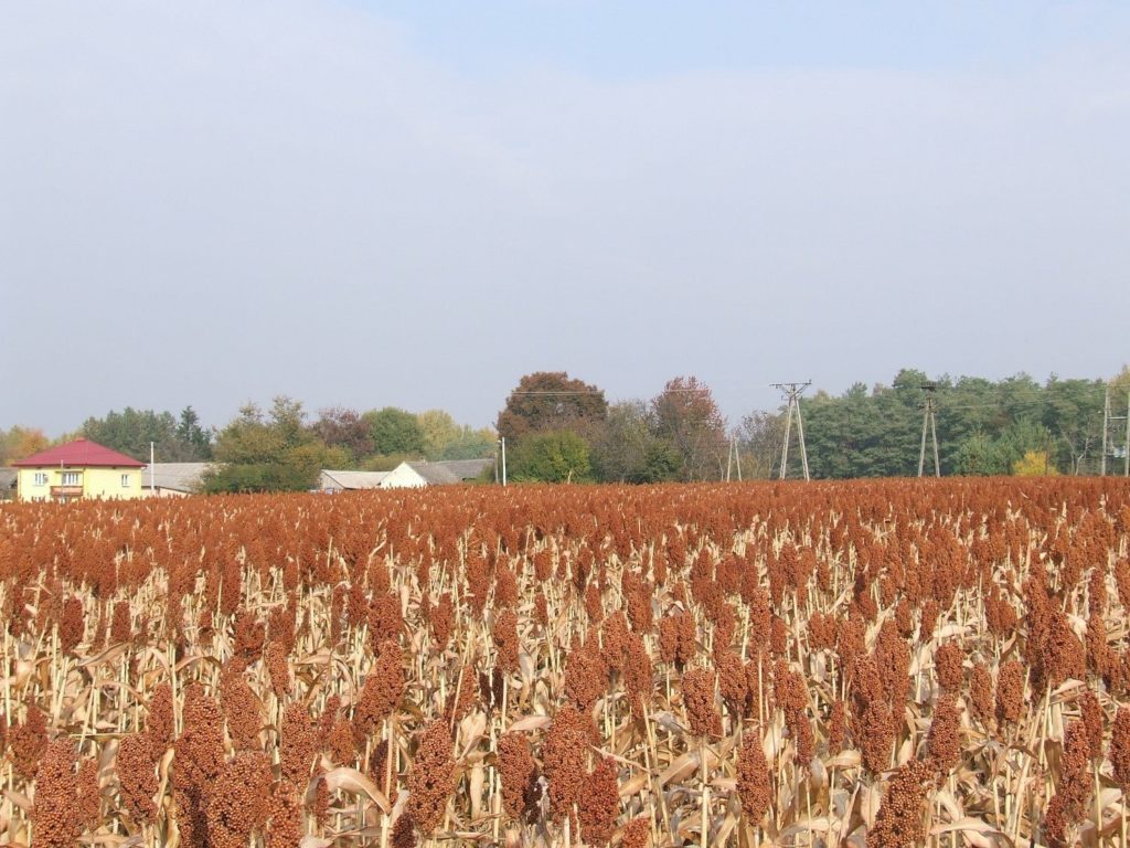 sorgo uprawiane na ziarno