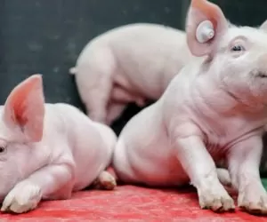 III Pomorskie Forum Trzodziarskie