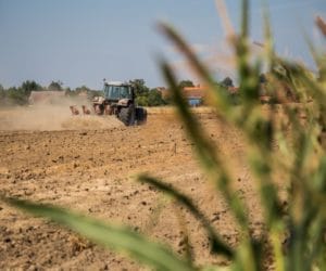 Międzyplony w&nbsp;uprawie kukurydzy