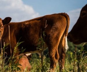 Cielęta: od kogo najlepiej je kupić i&nbsp;jak je wybrać?