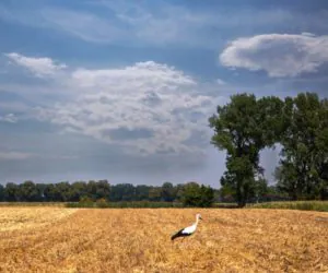bocian na polu - SIR; problemy rolników