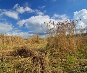 5 najczęściej popełnianych błędów przy ubezpieczaniu upraw
