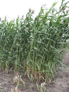 sorgo