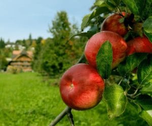 Cydrownia w&nbsp;Mikołajówce będzie wytwarzać 10 tys. l cydru
